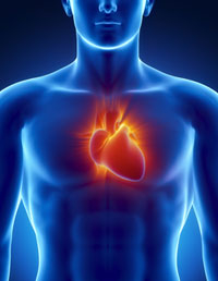 Coração Humano Homem