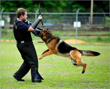 Vigilância com cães de guarda é proibida em SC